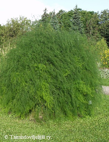 Asparagus officinalis